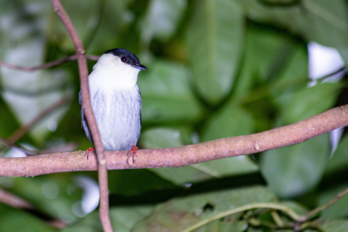 White-bearded Manakin - ML619959896