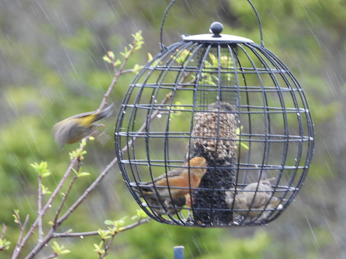 Red Crossbill - ML619959899