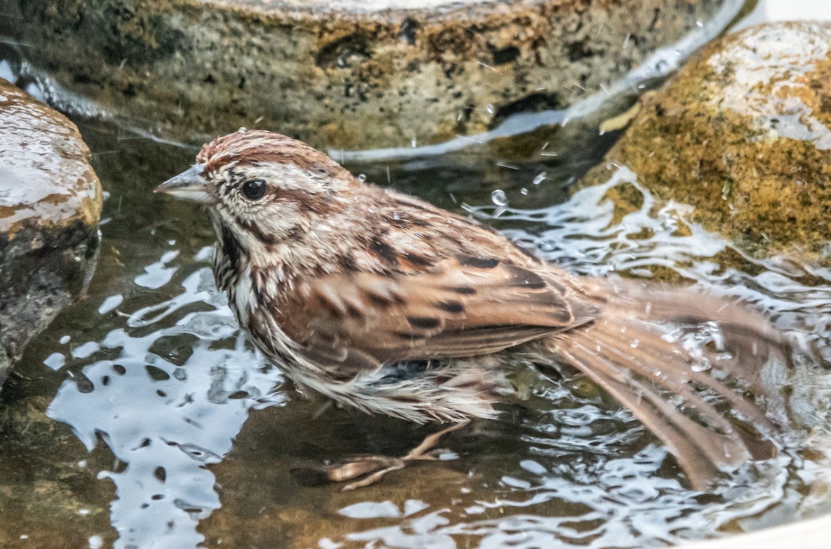 Song Sparrow - ML619959907