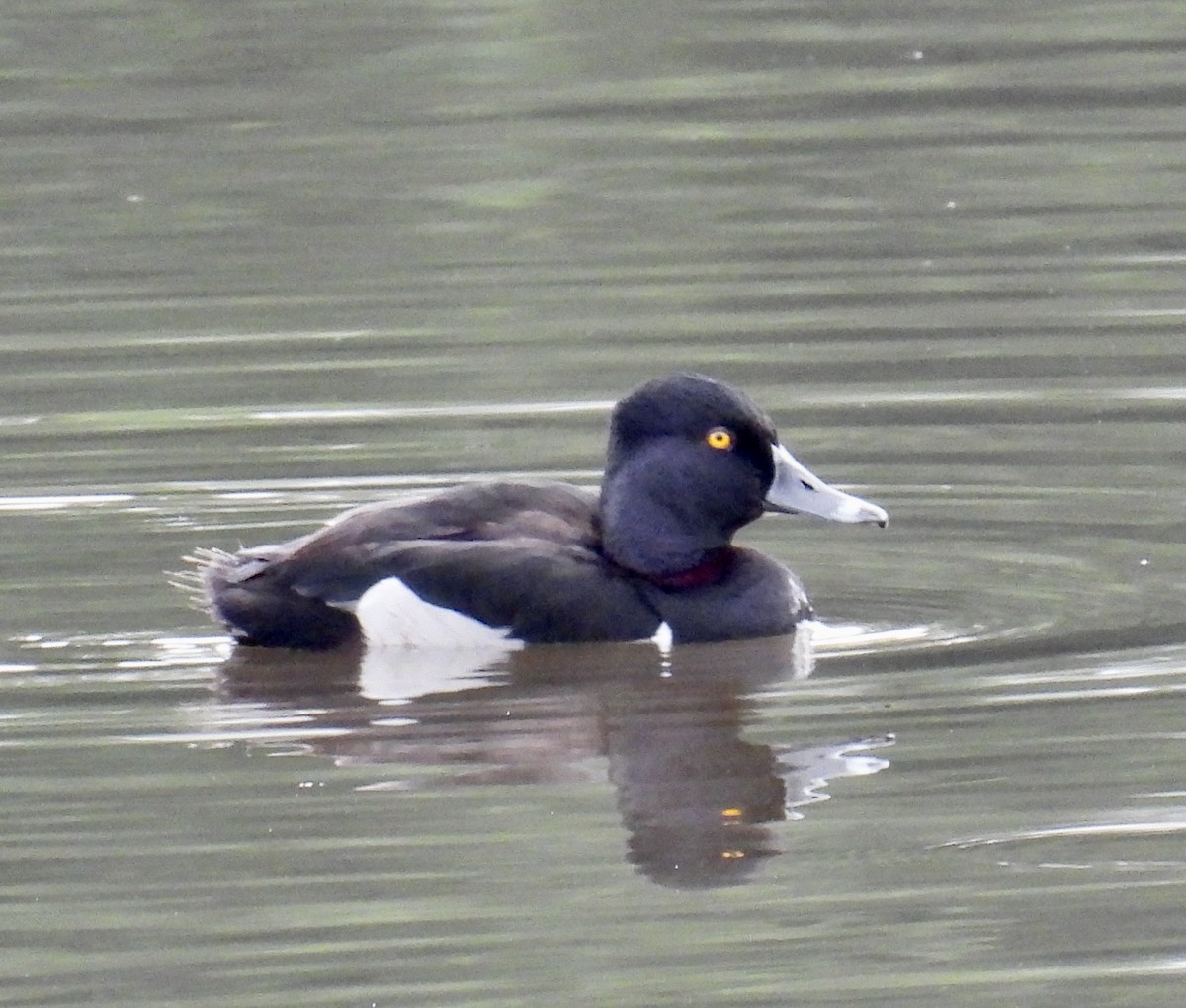 Ring-necked Duck - ML619959909