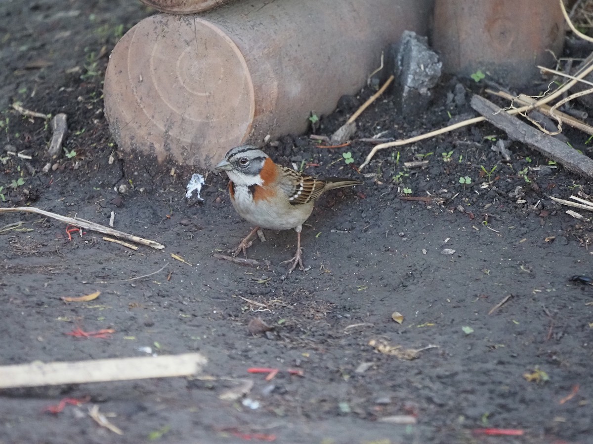 Rufous-collared Sparrow - ML619959912
