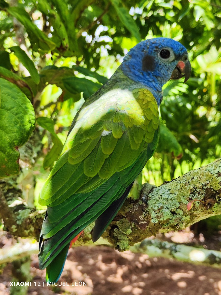 Mavi Başlı Papağan - ML619959914