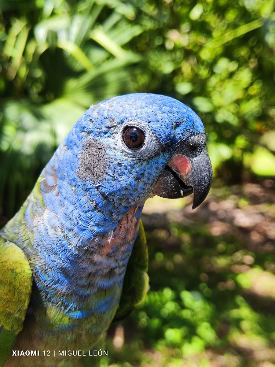 Mavi Başlı Papağan - ML619959915