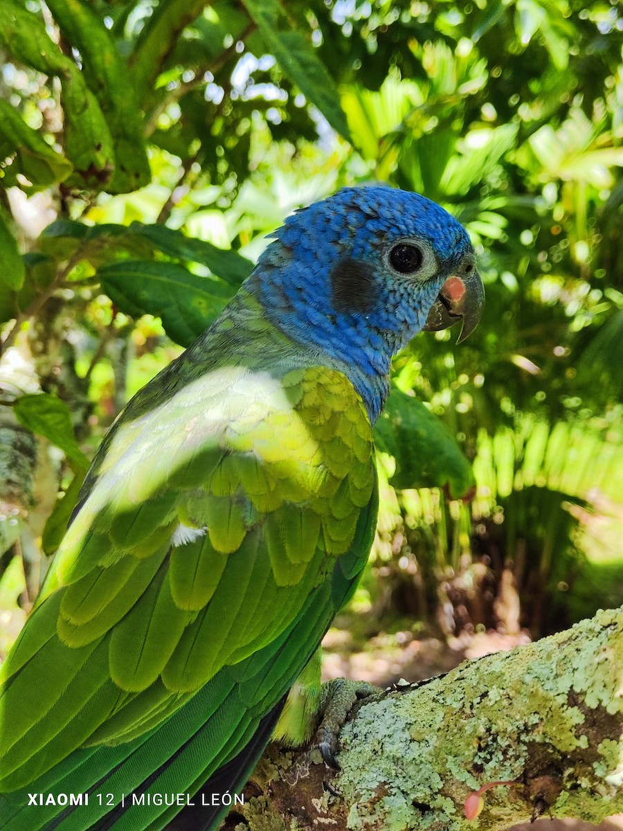 Mavi Başlı Papağan - ML619959916