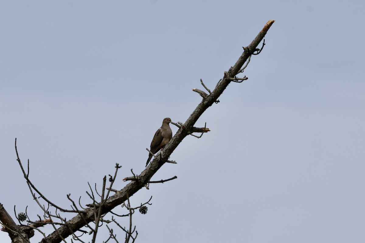 Mourning Dove - ML619959922