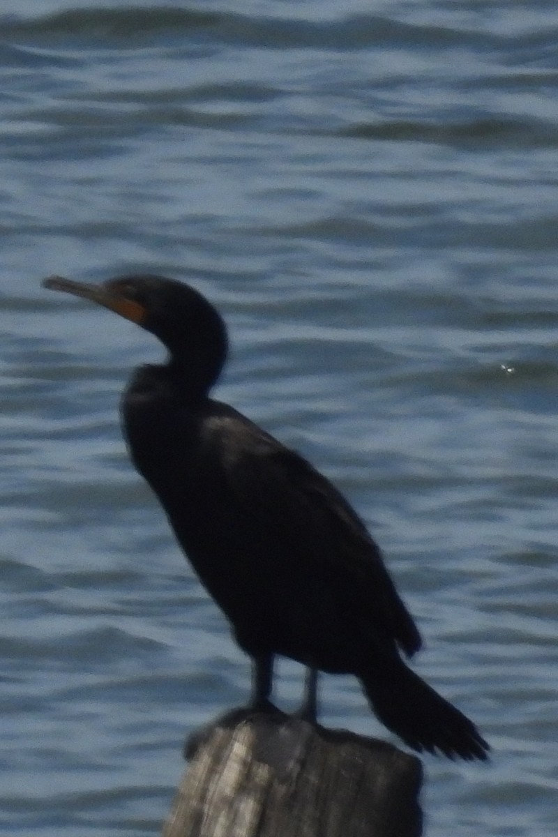 Double-crested Cormorant - ML619959926