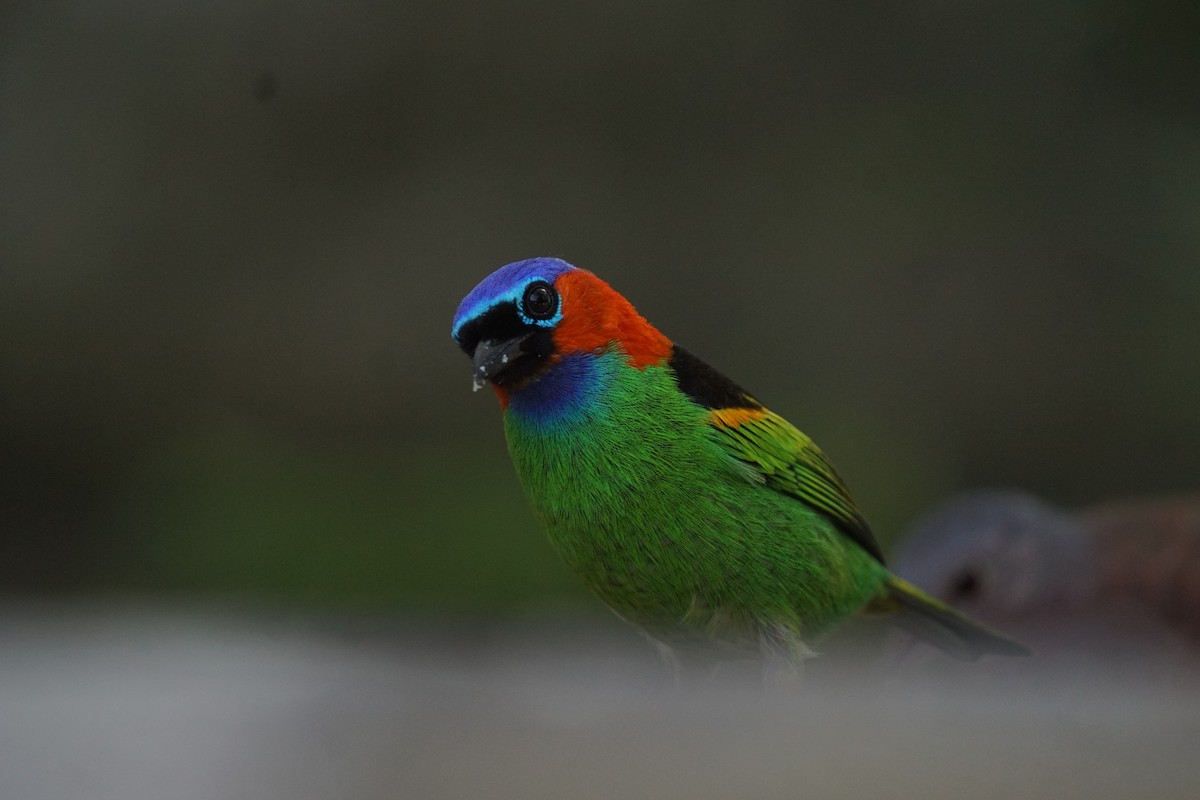 Red-necked Tanager - ML619959930