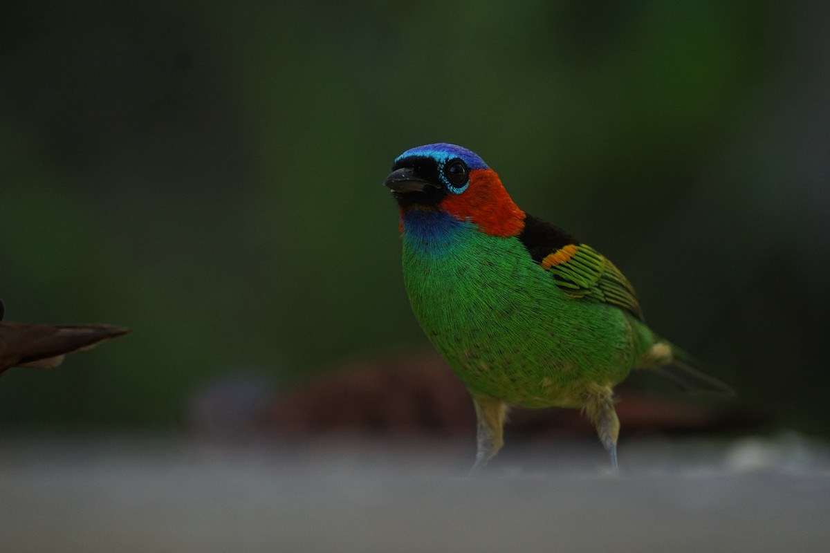 Red-necked Tanager - ML619959931