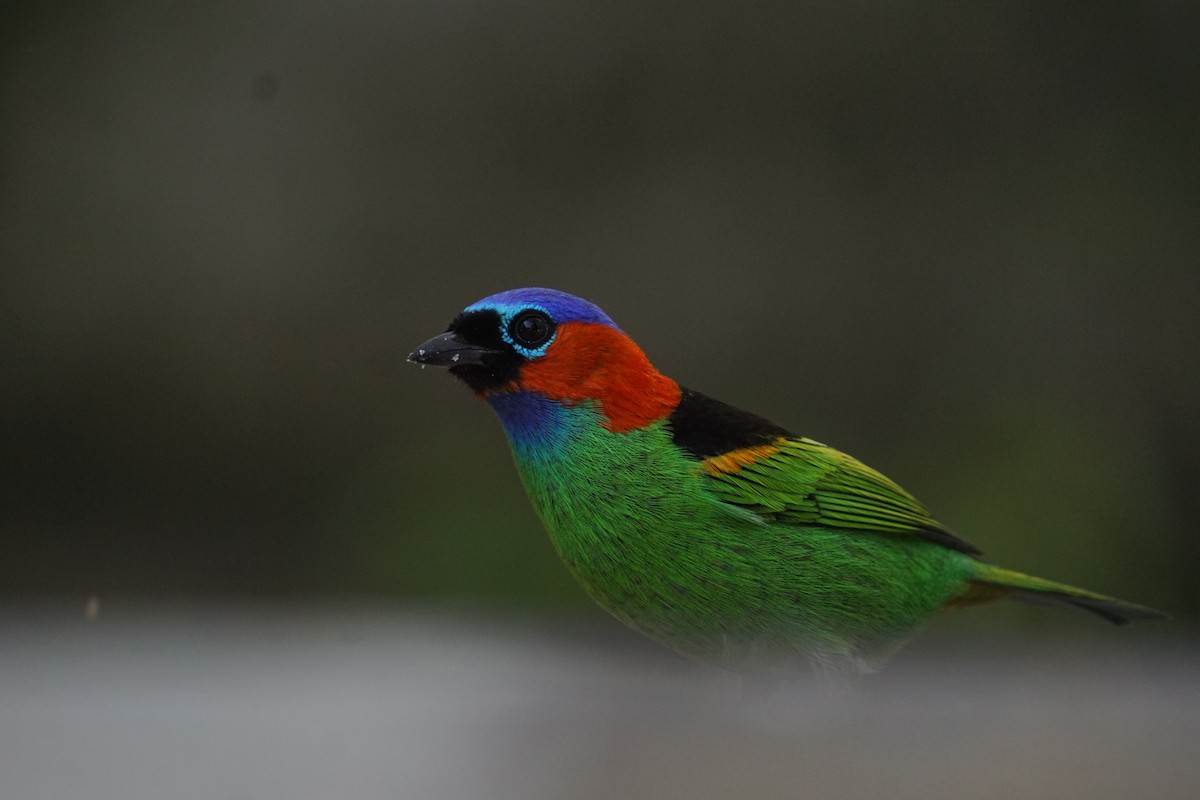 Red-necked Tanager - ML619959932