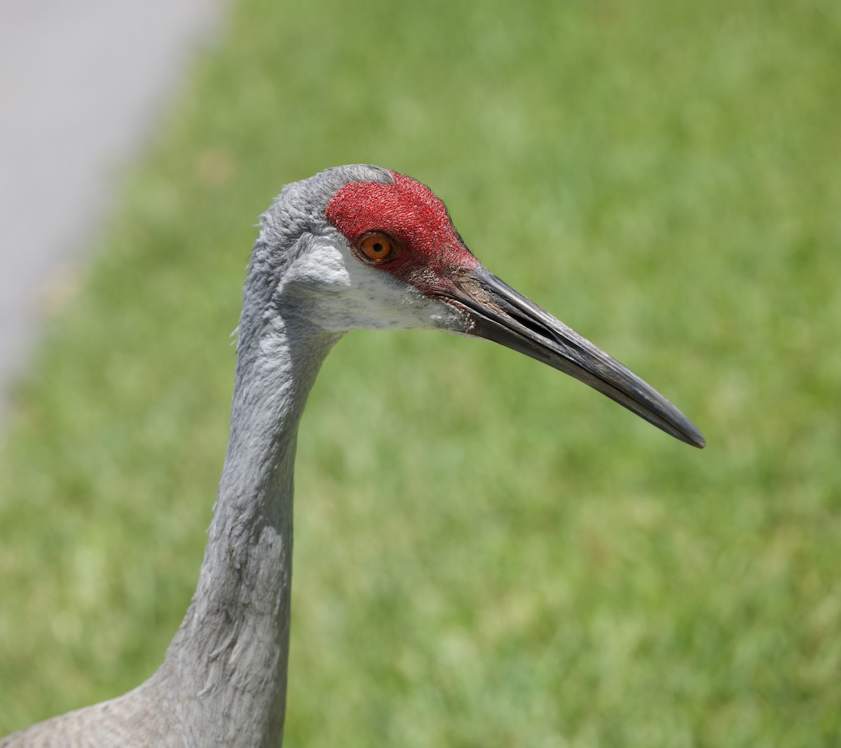 Grulla Canadiense - ML619959936