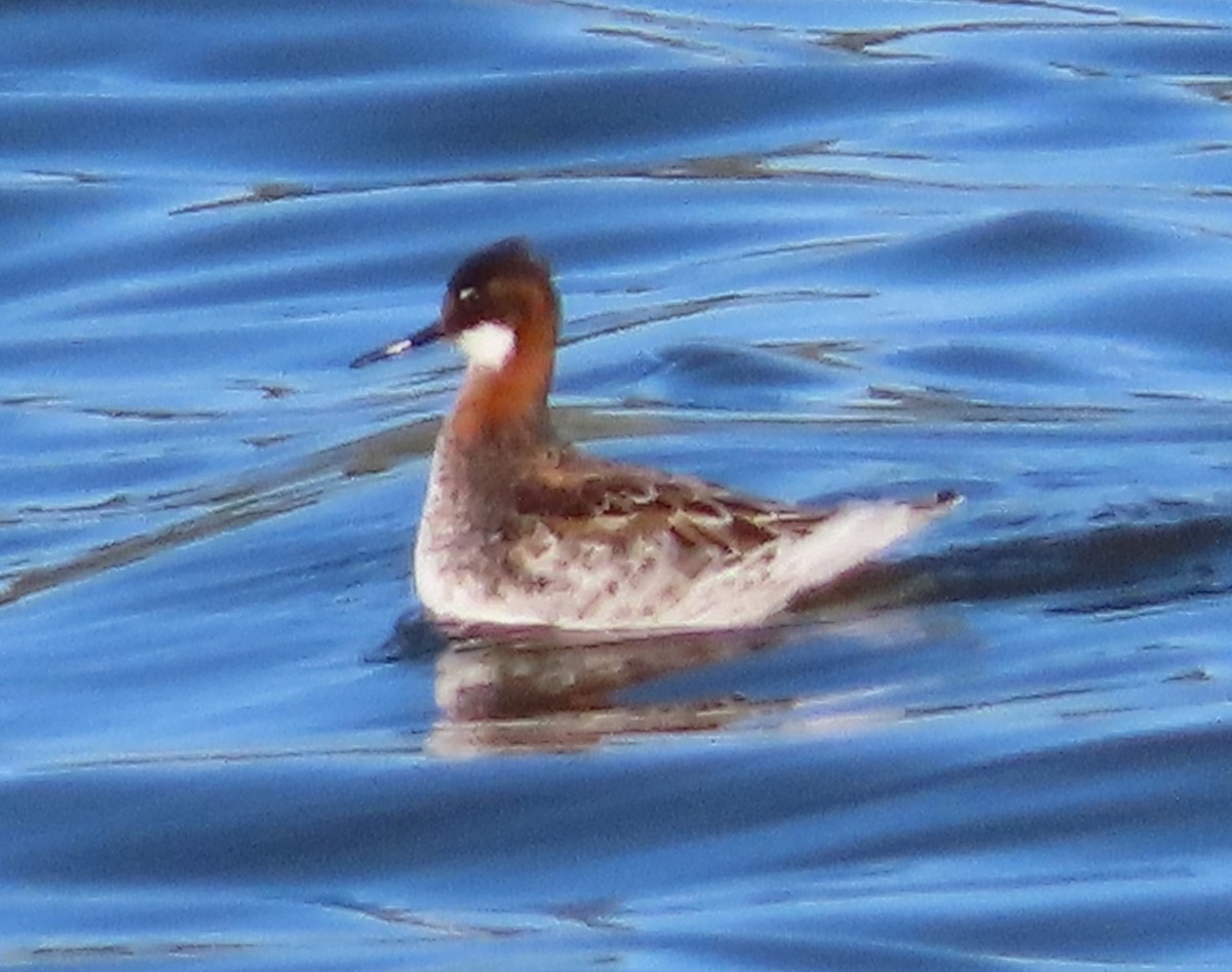 Red-necked Phalarope - ML619959939