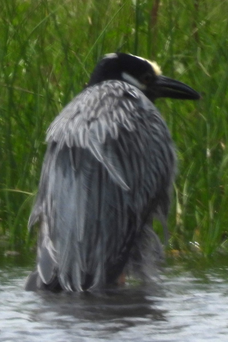 Yellow-crowned Night Heron - ML619959940