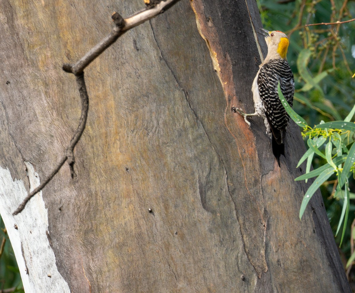 Golden-fronted Woodpecker - ML619959952