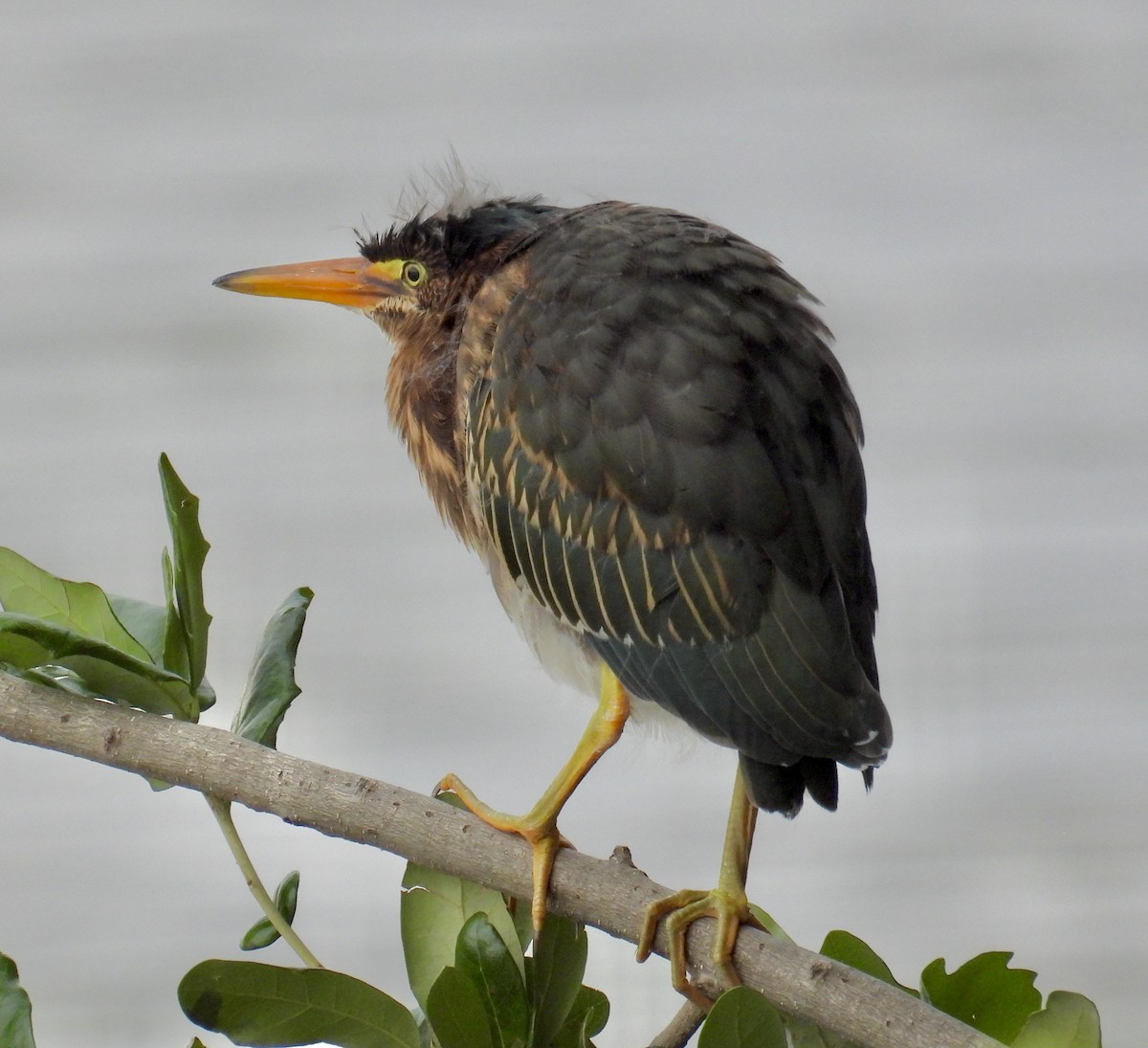 Green Heron - ML619959960