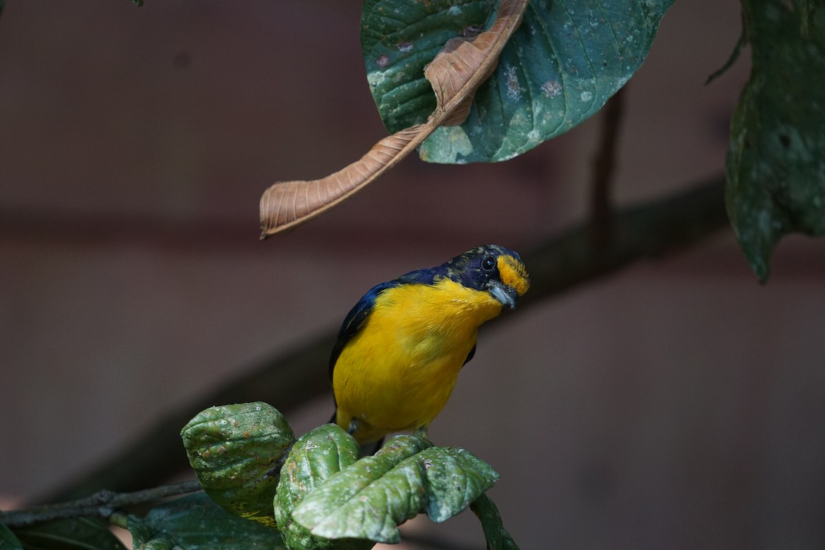 Violaceous Euphonia - ML619959975