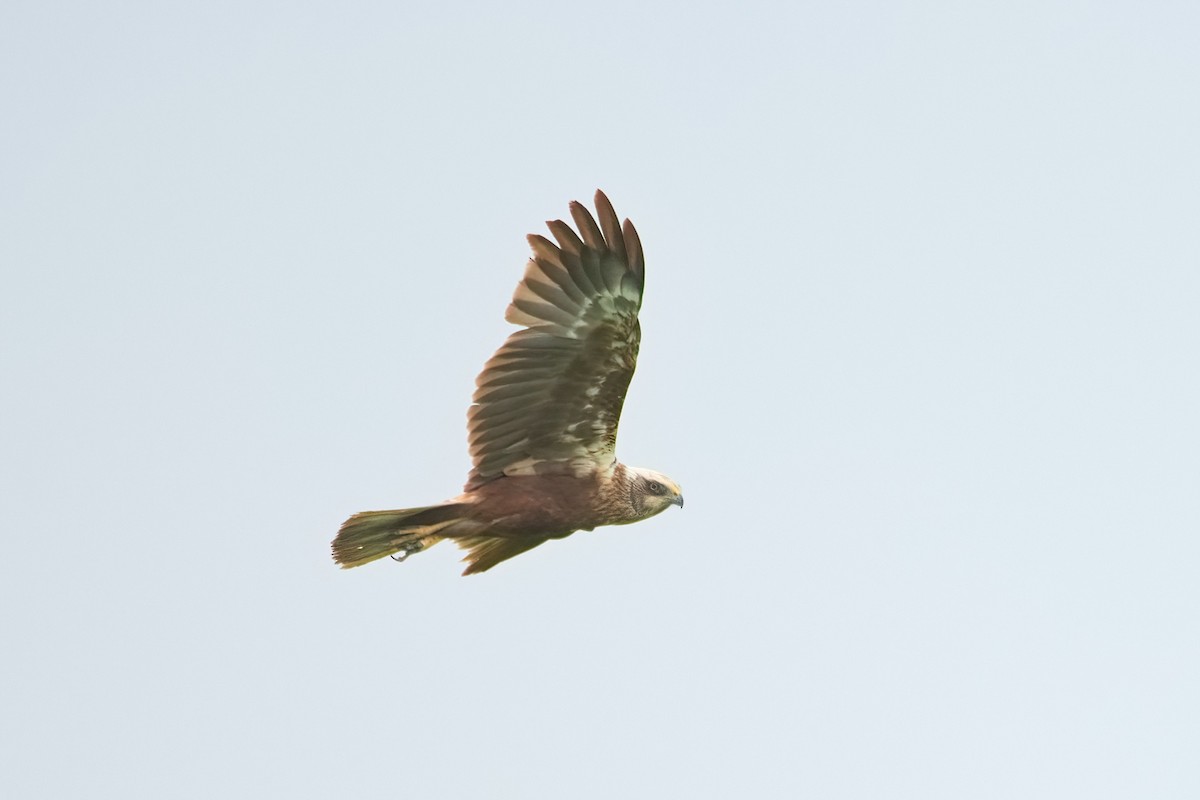 Western Marsh Harrier - ML619959988