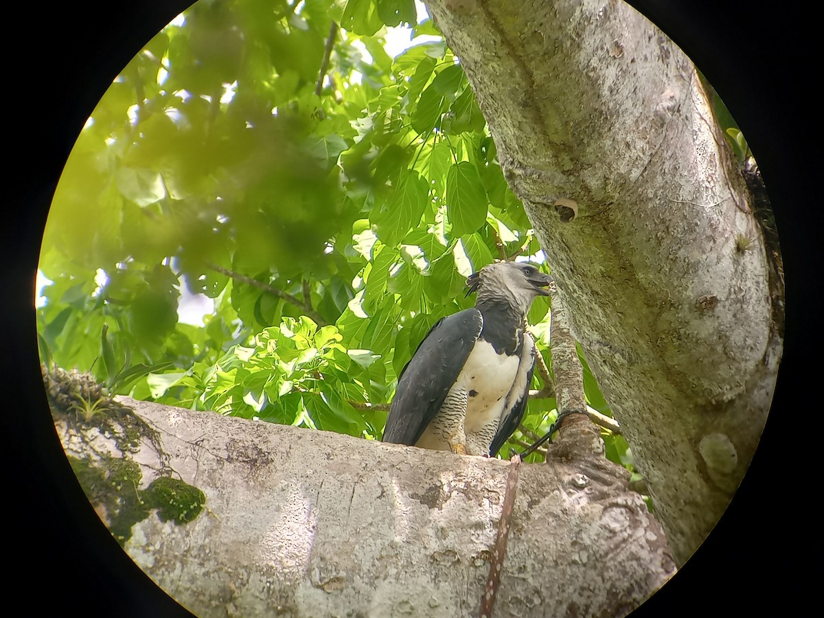Harpy Eagle - Domiciano Alveo - www.whitehawkbirding.com