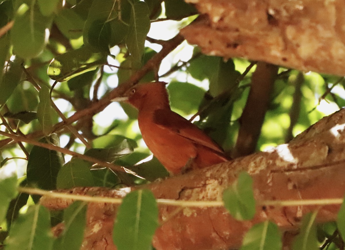 Rufous Cacholote - ML619960014