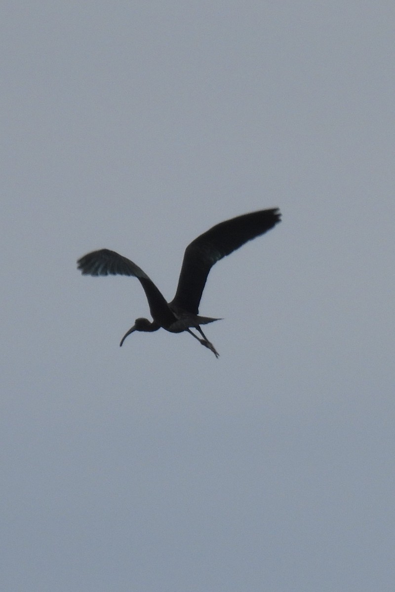 ibis hnědý - ML619960020