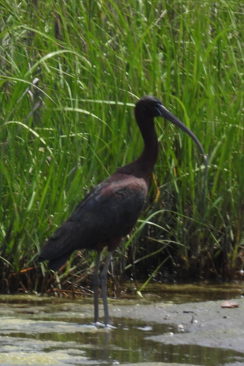 ibis hnědý - ML619960022