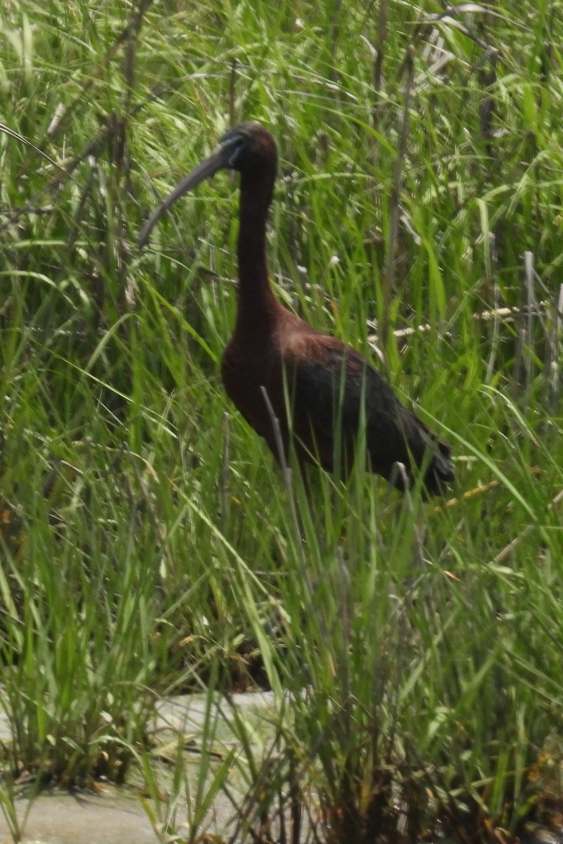 ibis hnědý - ML619960023