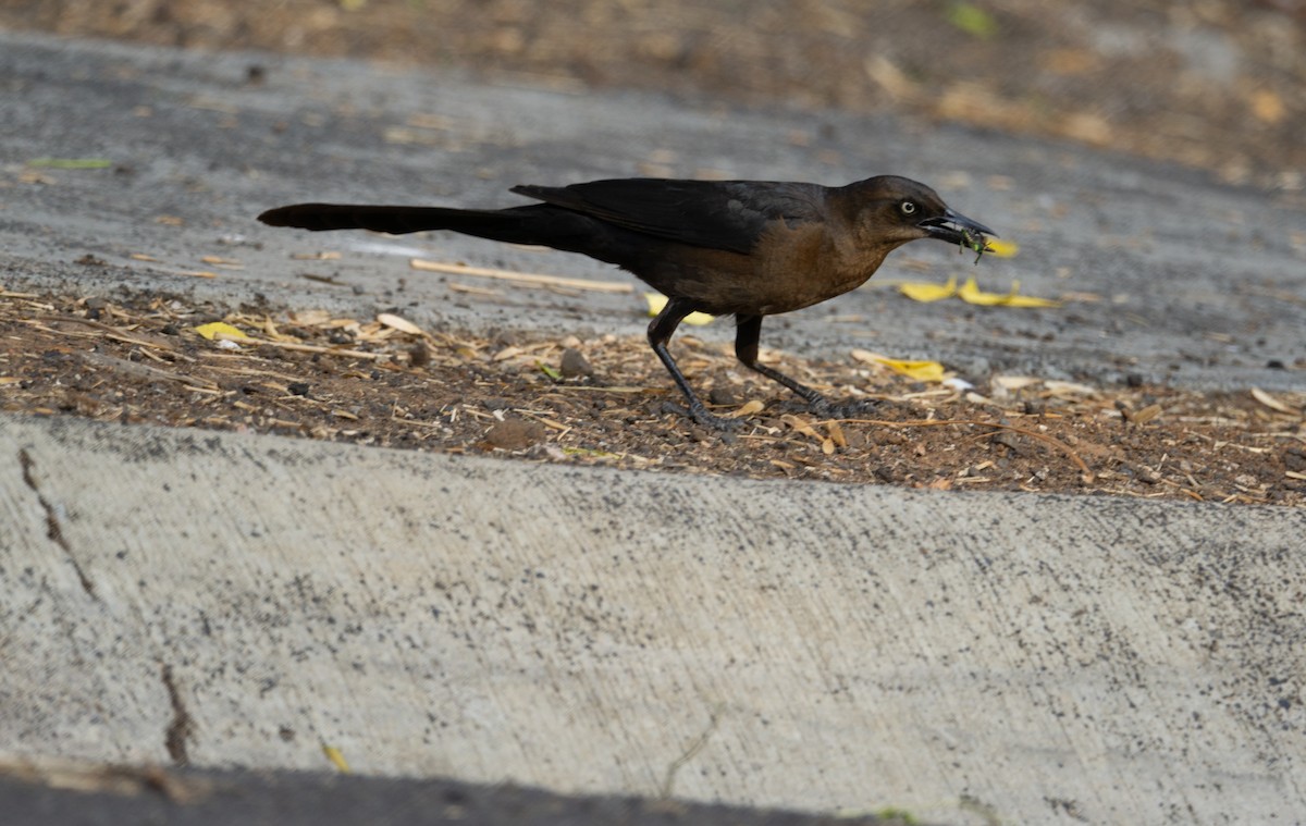 Great-tailed Grackle - ML619960033