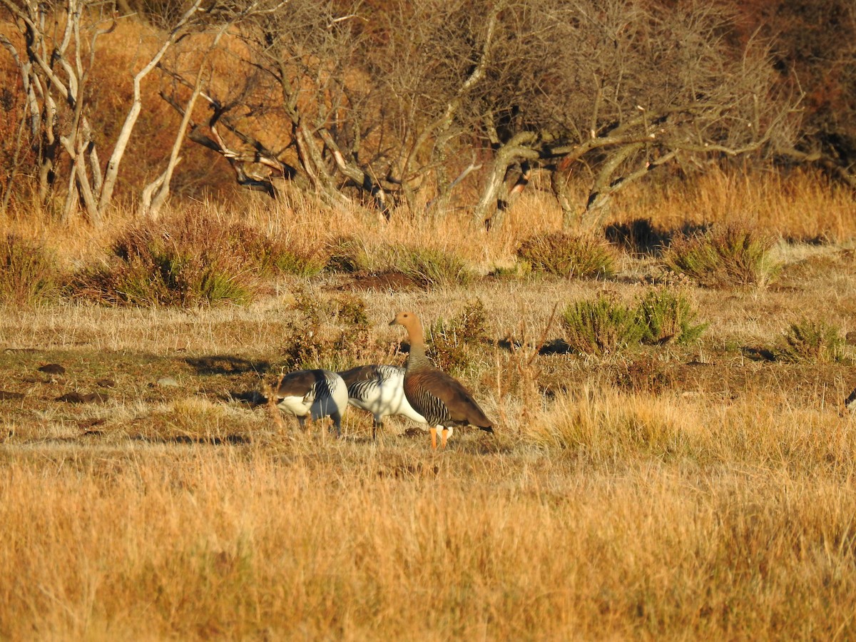 Upland Goose - ML619960036