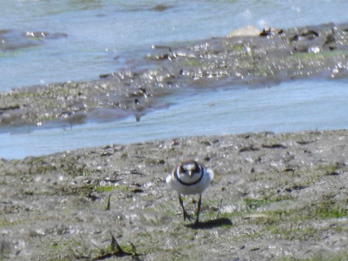 Semipalmated Plover - ML619960042