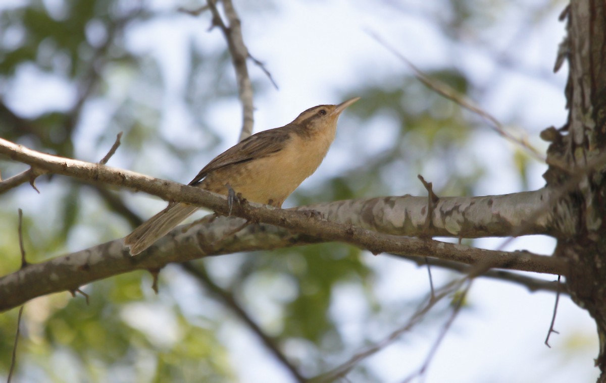 Thrush-like Wren - ML619960045