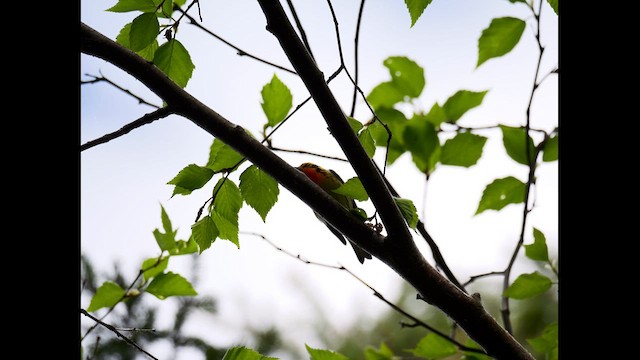 סבכון כתום-גרון - ML619960054