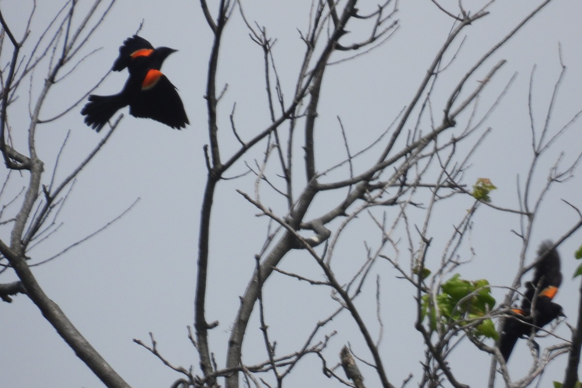 Red-winged Blackbird - Larry Gaugler