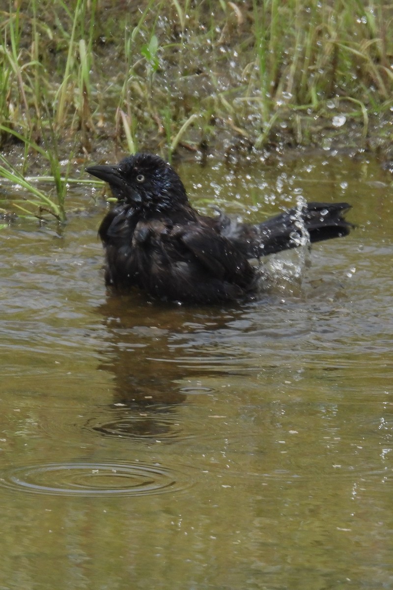 Common Grackle - ML619960062