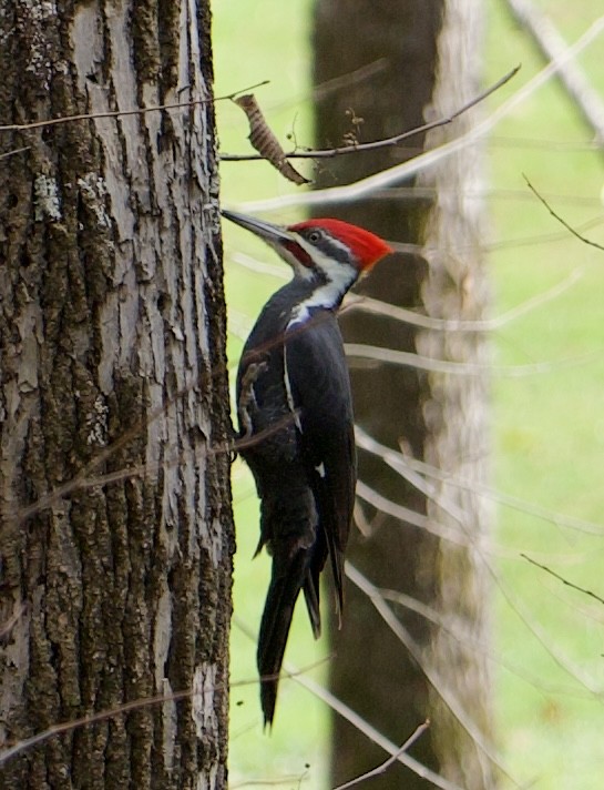 Pileated Woodpecker - ML619960070