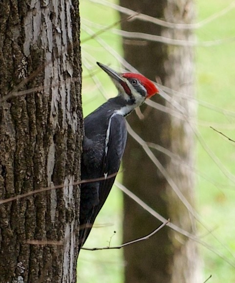 Pileated Woodpecker - ML619960071