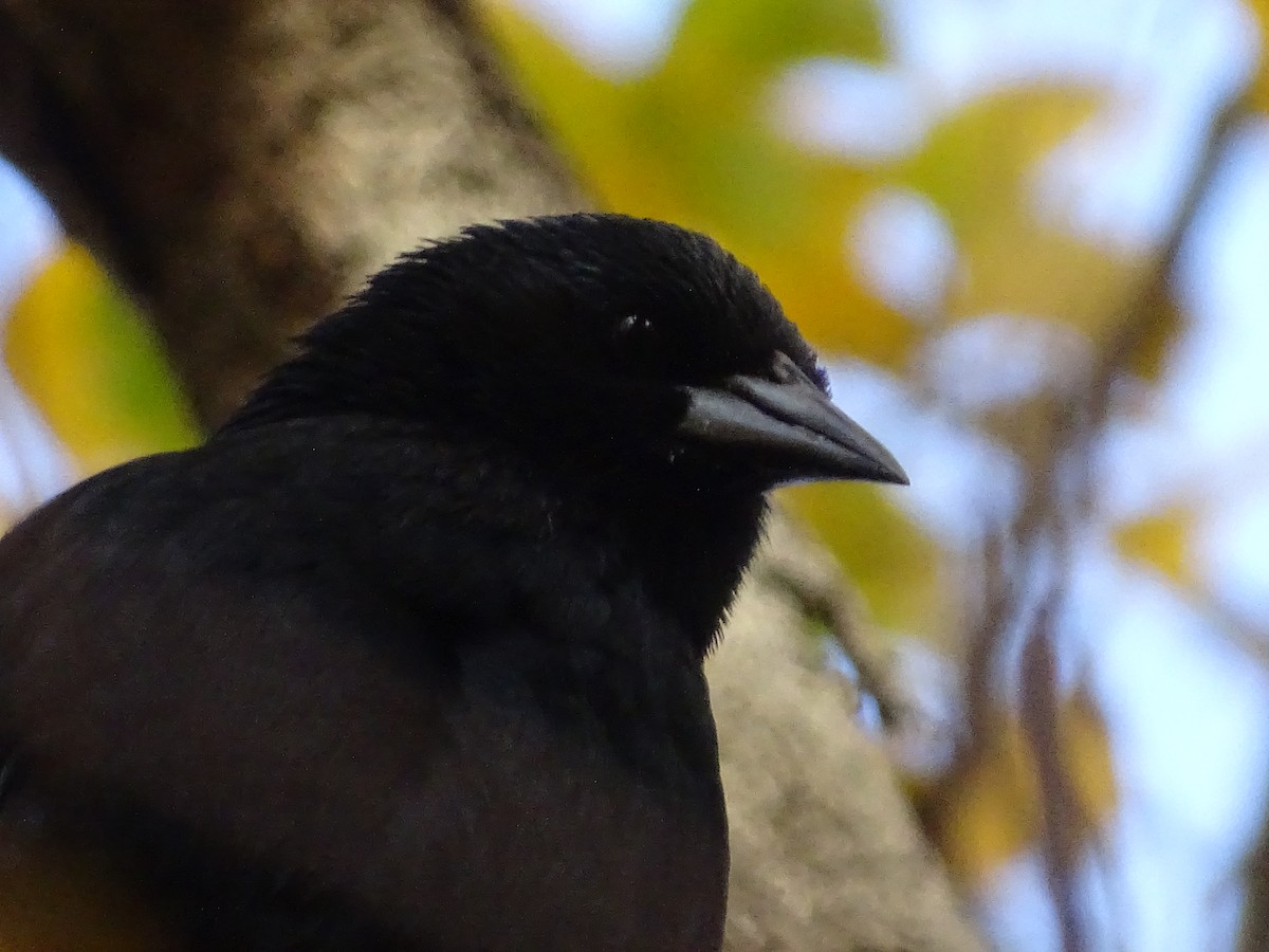 Austral Blackbird - ML619960073