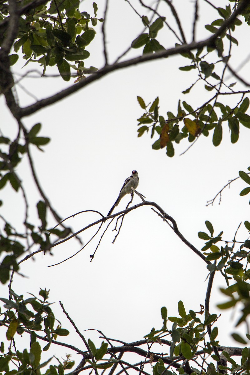 Pin-tailed Whydah - ML619960089
