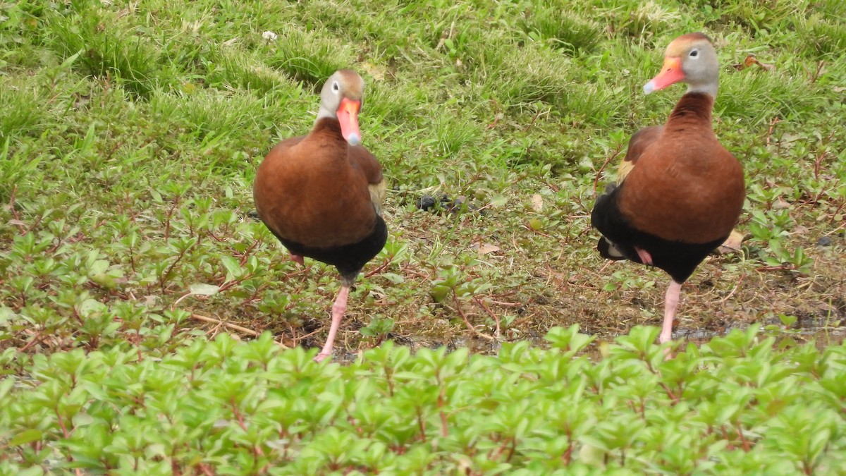 Black-bellied Whistling-Duck - ML619960092