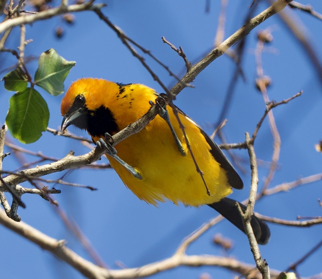 Spot-breasted Oriole - Justin Swain