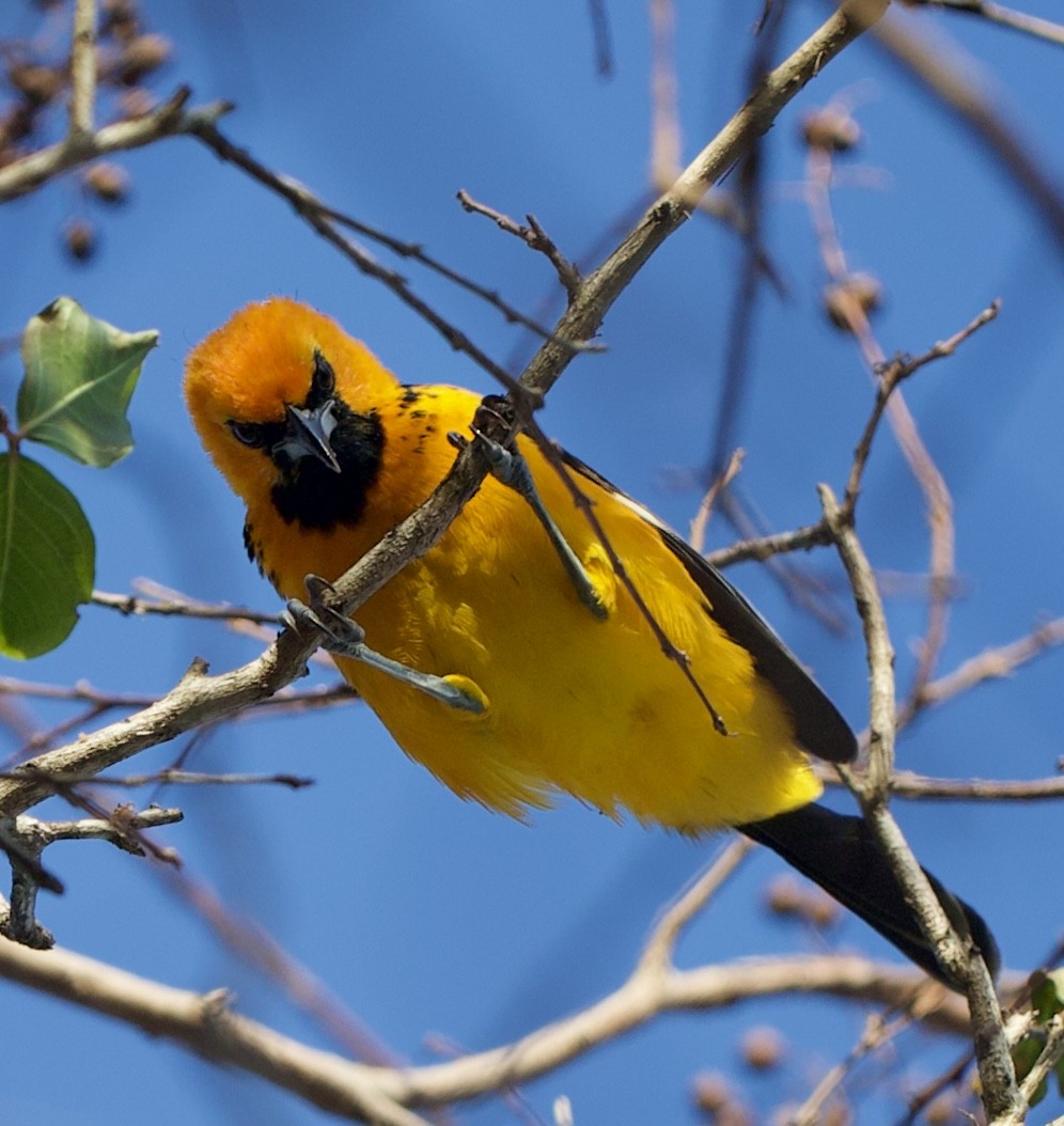 Spot-breasted Oriole - ML619960098