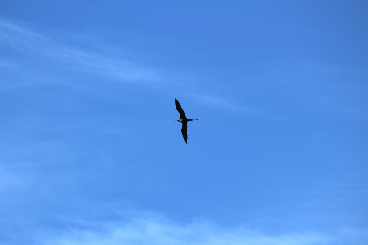 Magnificent Frigatebird - ML619960107