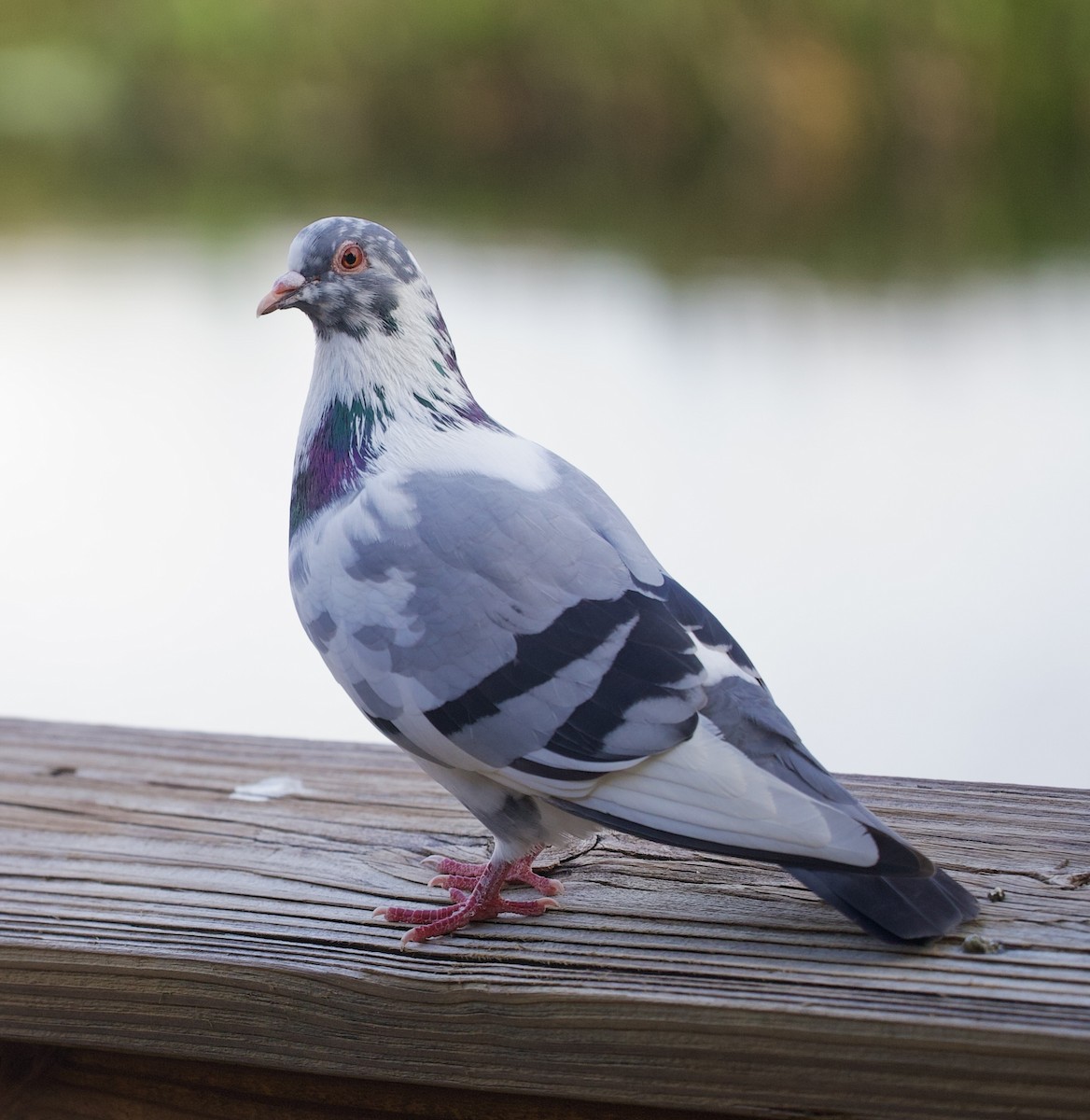 Rock Pigeon (Feral Pigeon) - ML619960126