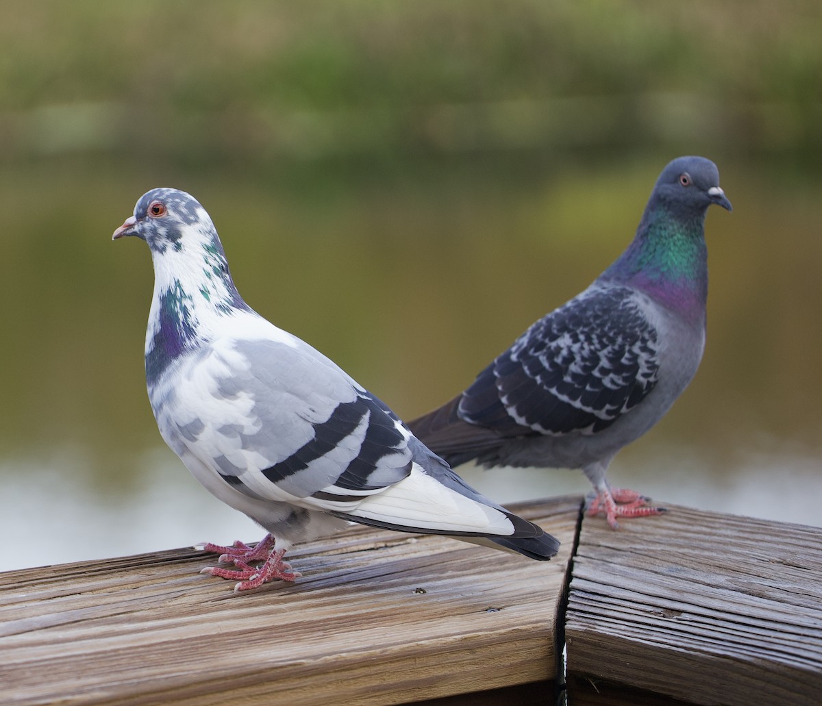 Rock Pigeon (Feral Pigeon) - ML619960127