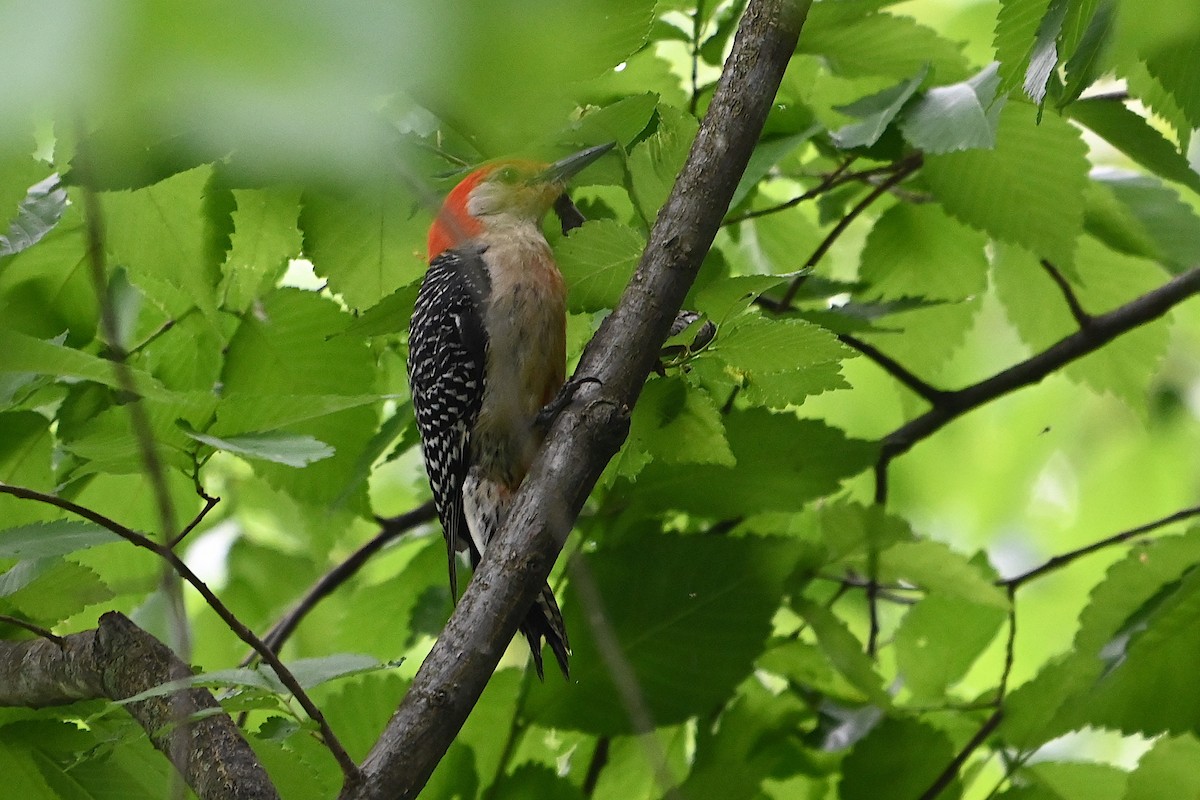 Red-bellied Woodpecker - ML619960134