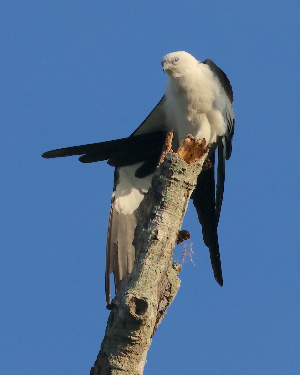 Swallow-tailed Kite - ML619960135