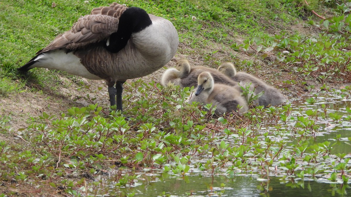 Canada Goose - ML619960139