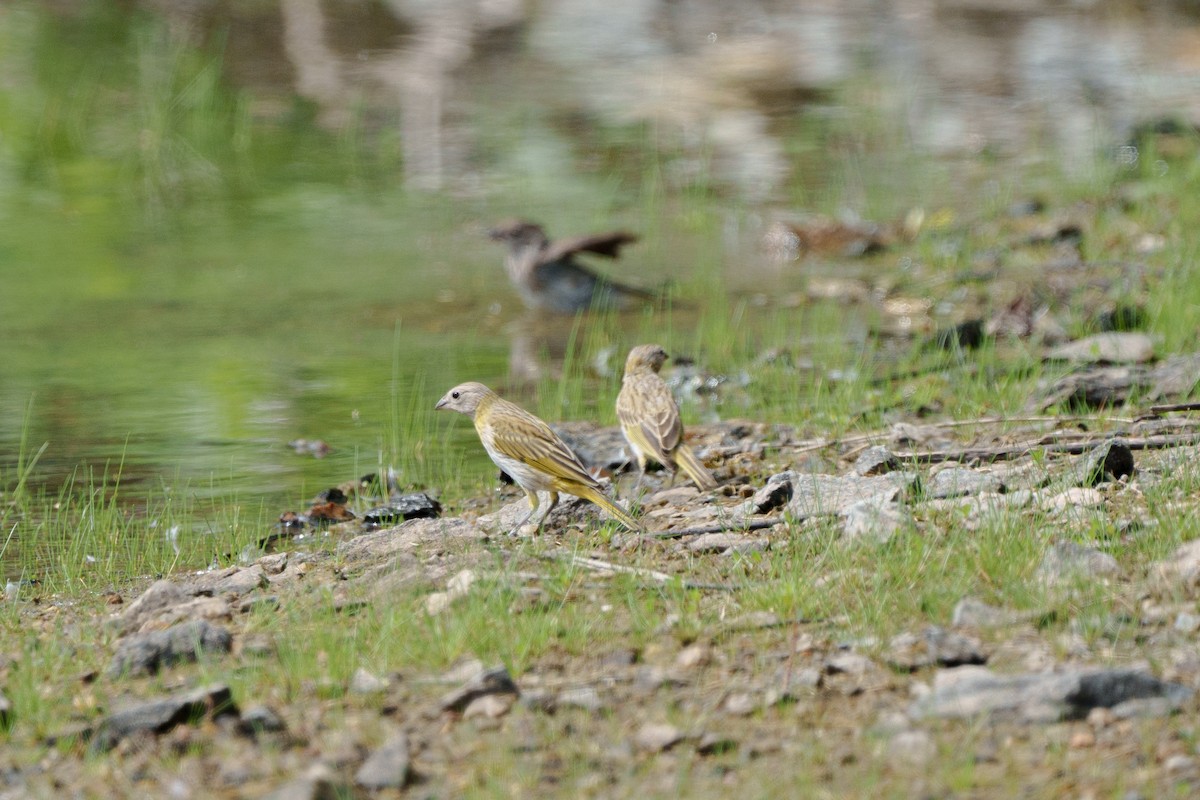 Saffron Finch - ML619960140