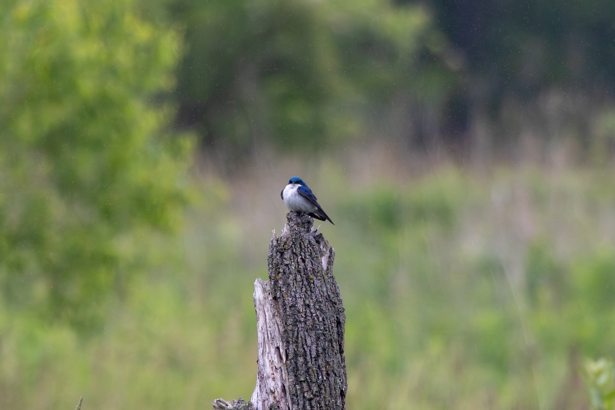 Hirondelle bicolore - ML619960142