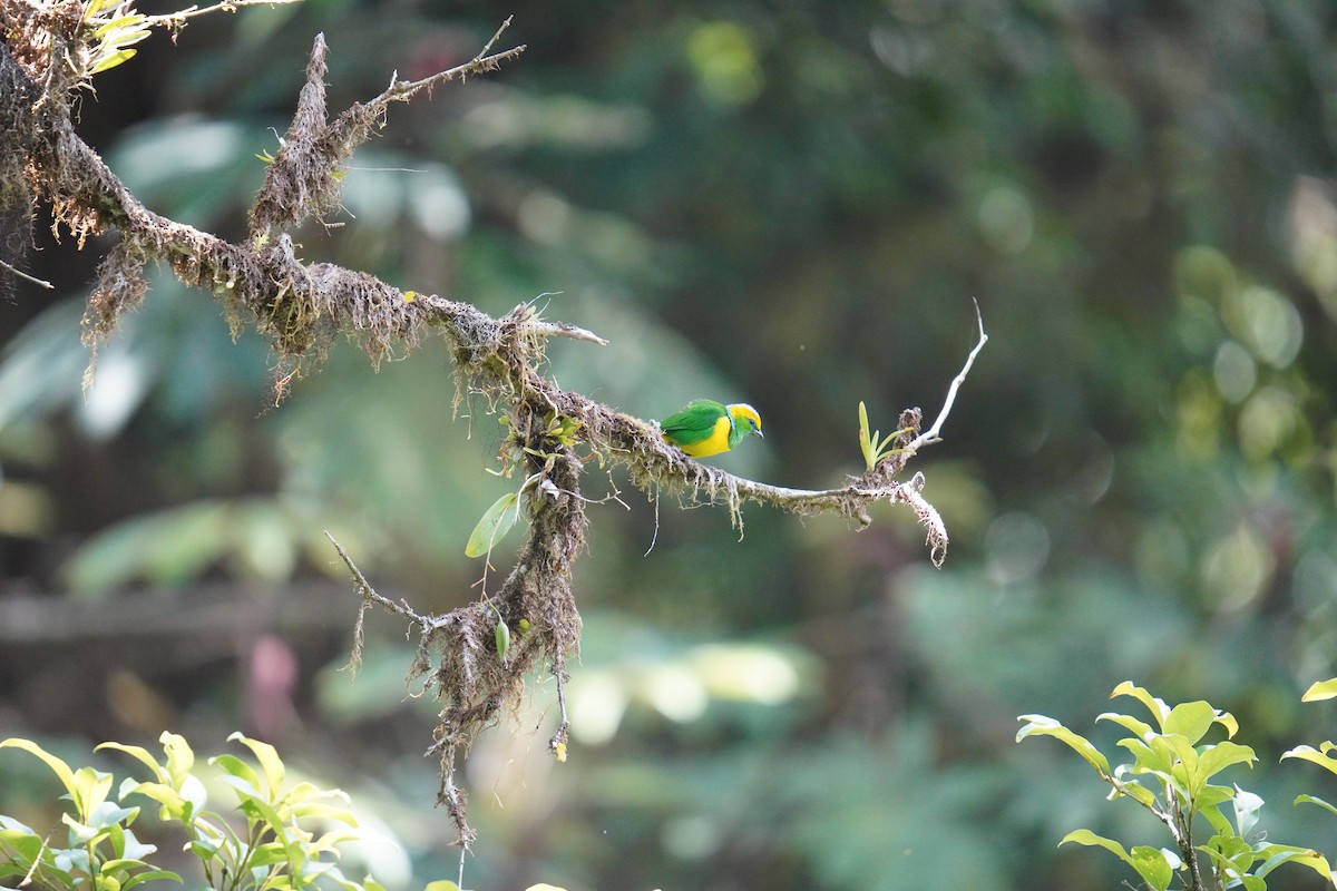 Golden-browed Chlorophonia - ML619960145