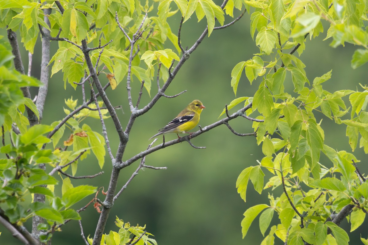 American Goldfinch - ML619960149