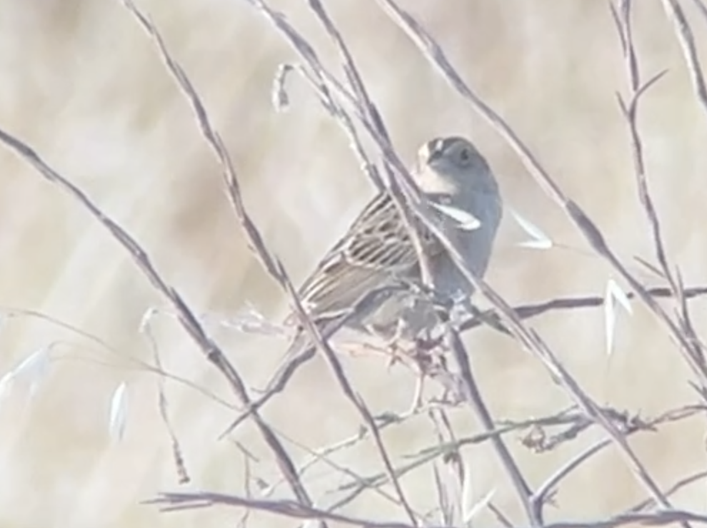 Grasshopper Sparrow - ML619960154